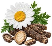{{OFFER_NAME}} — Anacylus pyrethrum in the composition
