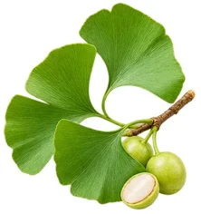 {{OFFER_NAME}} — Ginkgo Biloba in the composition
