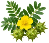 {{OFFER_NAME}} — Tribulus terrestris in the composition
